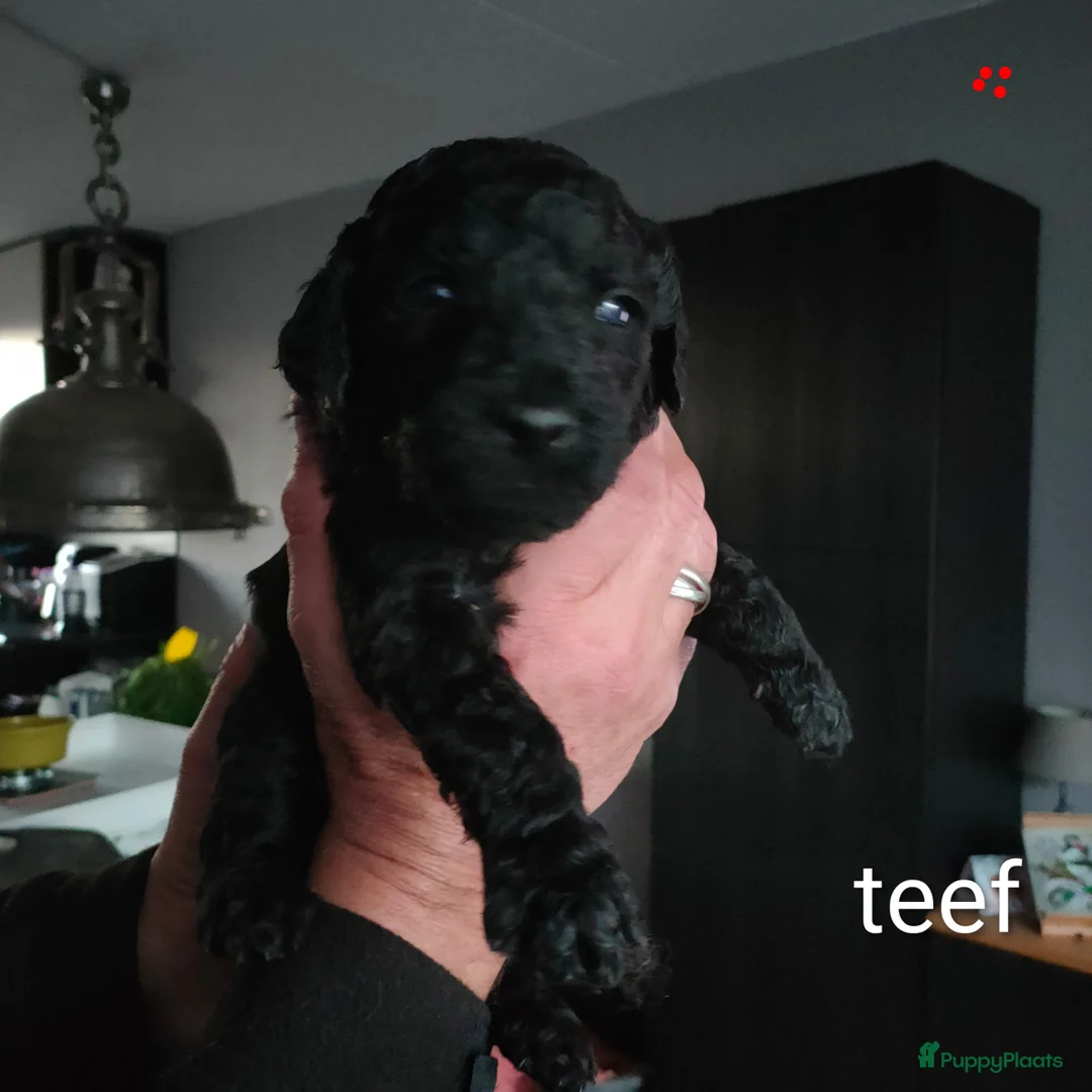 Labradoodle honden te koop: Labradoodle pups - Advertentie 12