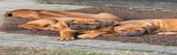 Rhodesian Ridgeback honden te koop: Rhodesian Ridgeback puppy's - Advertentie 5