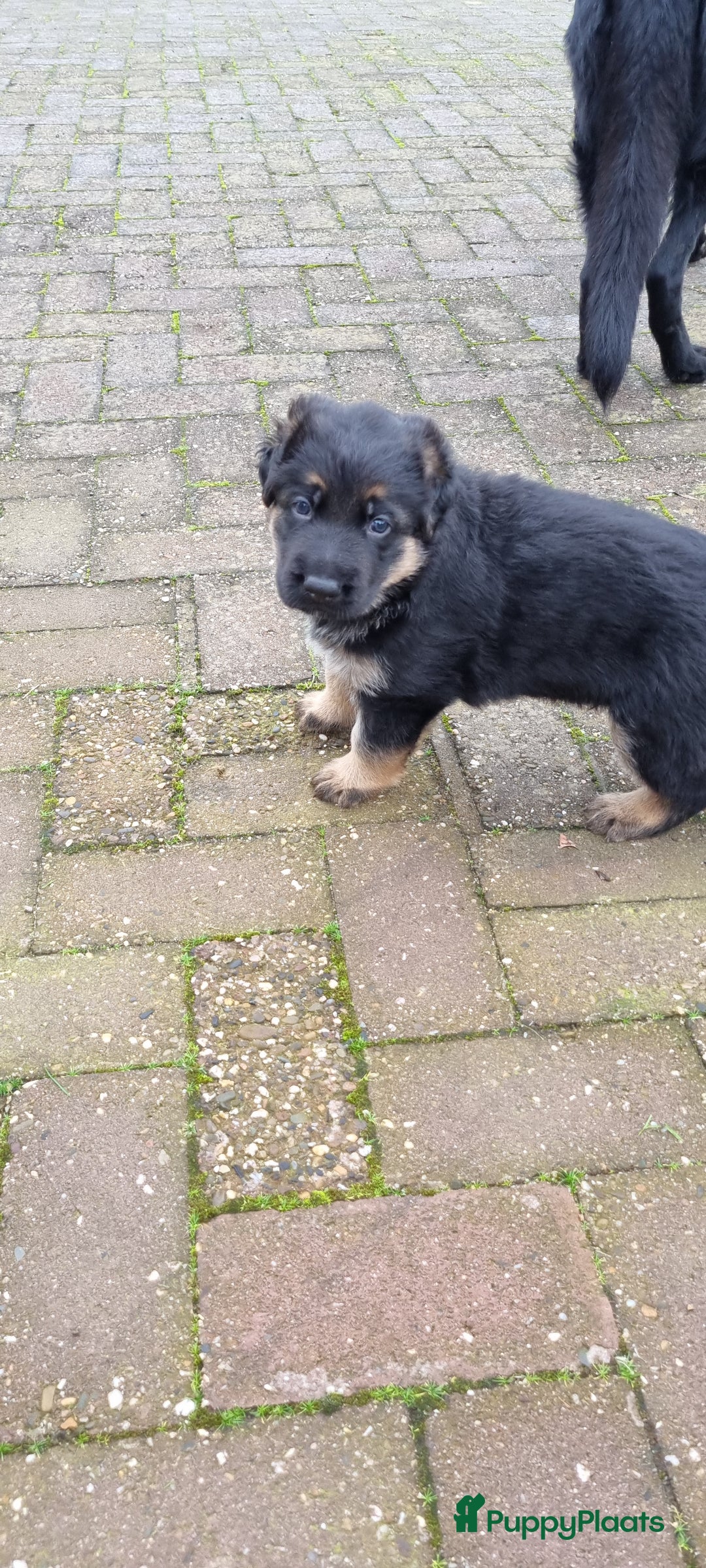 Duitse Herder honden te koop: Prachtige reu te koop - Advertentie 1