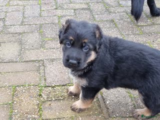 Duitse Herder honden Prachtige reu te koop - Advertentie 1