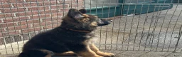 Duitse Herder honden te koop: Duitse herder puppy’s - Advertentie 14