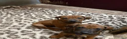 Rhodesian Ridgeback honden te koop: rhodesian ridgeback pups  - Advertentie 6