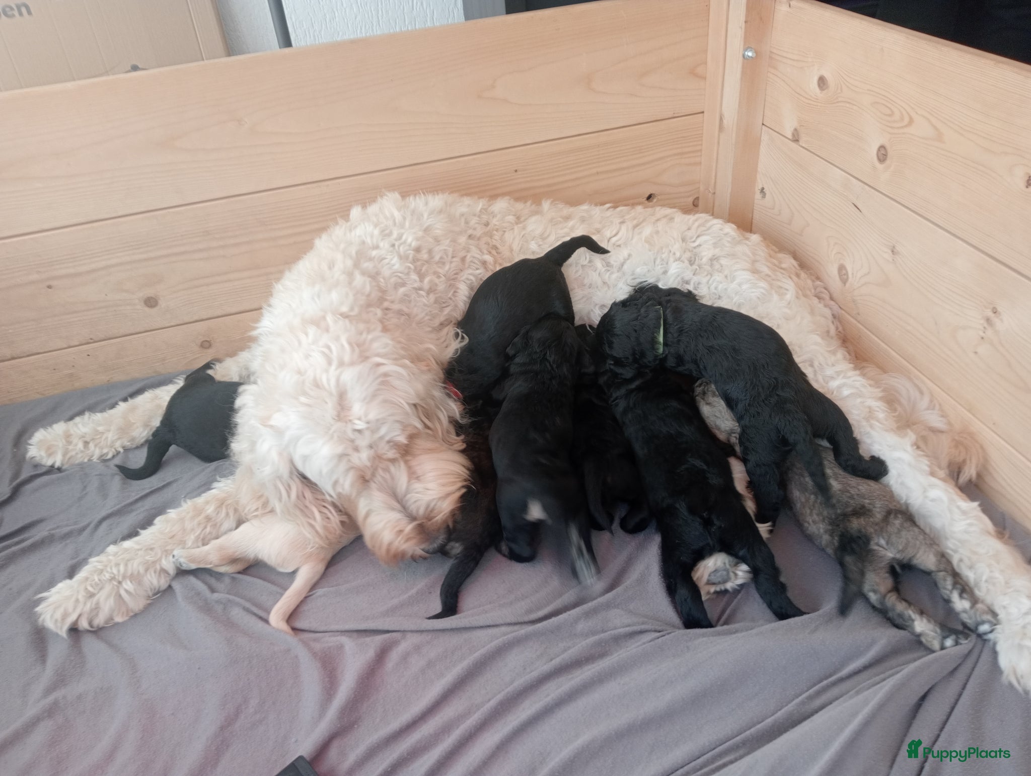 Labradoodle honden Labradoodle puppies  - Advertentie 1