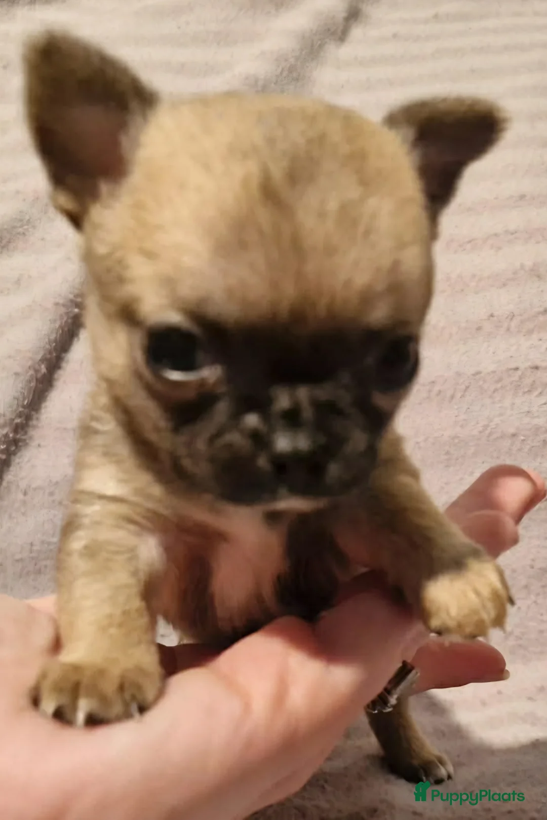 Chihuahua honden te koop: Knap wildkleur chihuahua teefje - Advertentie 5
