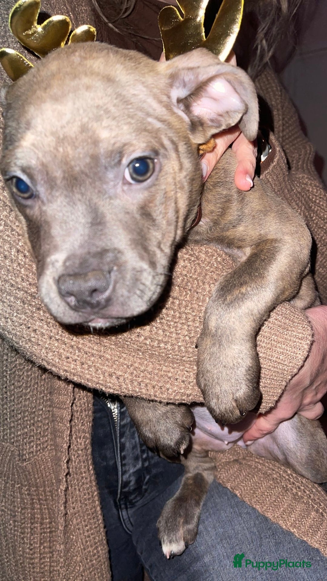 Kruising honden te koop: Pitbull x Cane Corso x Old English Bulldog puppies - Advertentie 7