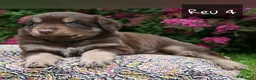 Australian Shepherd honden te koop: Australian Shepherd pups - Advertentie 12