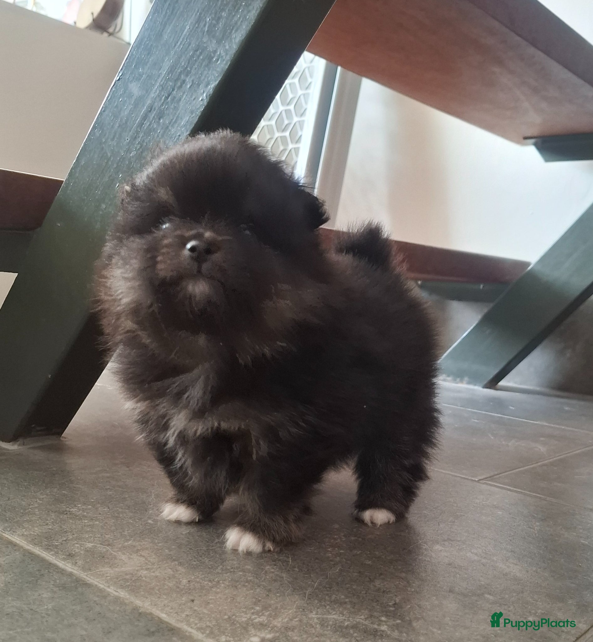 Pomeriaan honden Dwergkees nog 2  reutjes - Advertentie 1