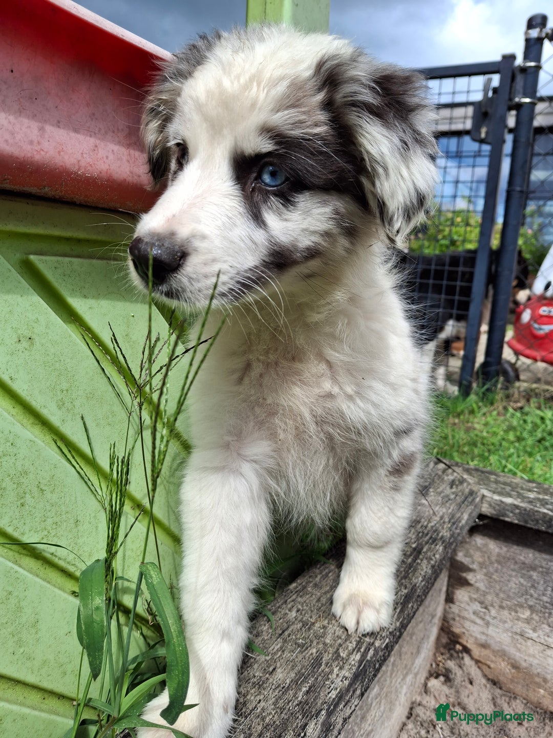 Australian Shepherd honden te koop: Raszuivere Australian Shepherd op de boerderij - Afbeelding 4