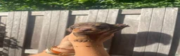 Teckel (korthaar)  honden te koop: Korthaar dwergteckel brown-tan + grey-tan. - Advertentie 6