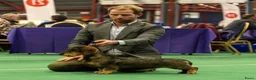 Ruwhaar Teckel honden te koop: Prachtige standaard ruwhaar pups - Advertentie 6