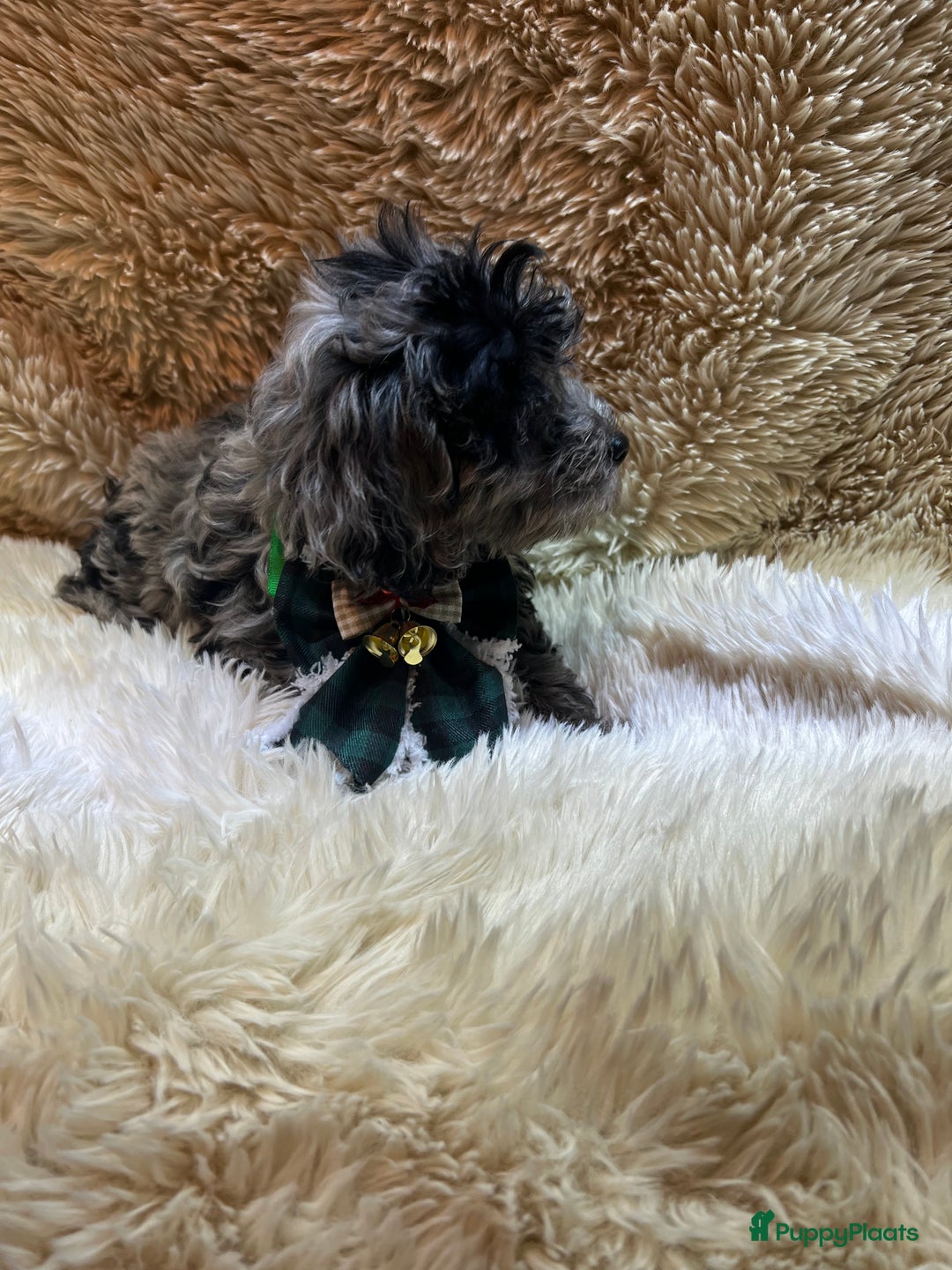 Poedel Toy honden te koop: Toy Poedel teefje - Advertentie 8