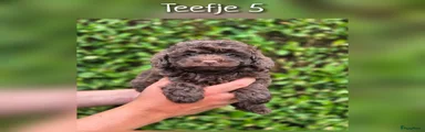 Teefje 5