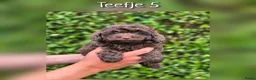 Maltipoo honden te koop: Prachtige Maltipoo pups beschikbaar  - Advertentie 8