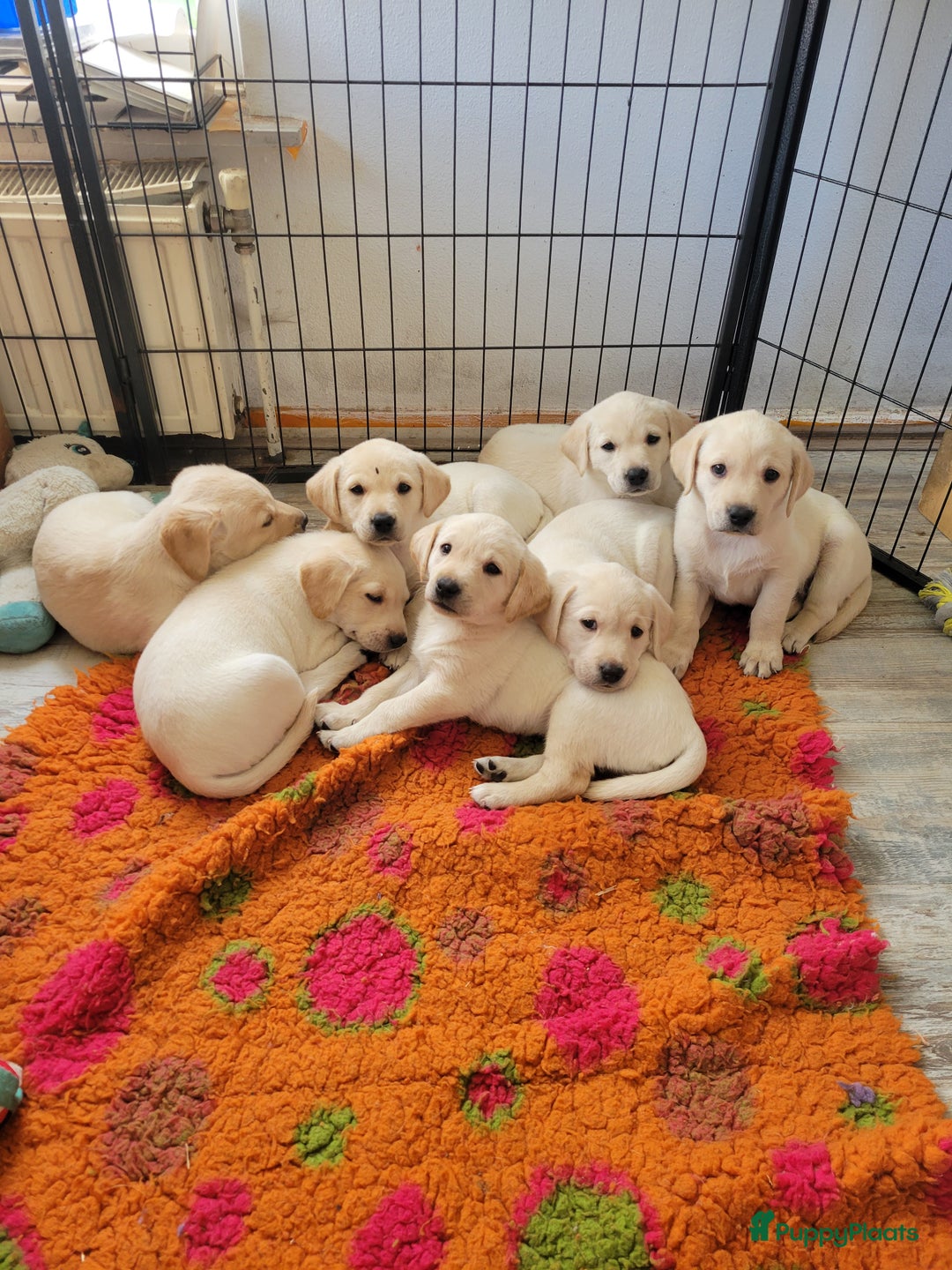 Labrador Retriever honden te koop: Stamboom fieldtrial labrador pups - Advertentie 10