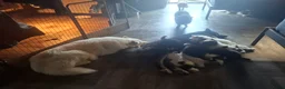 Kruising honden te koop: Prachtige dutch Laika's  - Advertentie 14