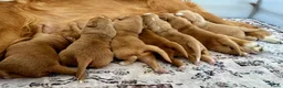 Nova Scotia Duck Tolling Retriever honden te koop: reutje Nova scotia duck tolling retriever FCI - Advertentie 2