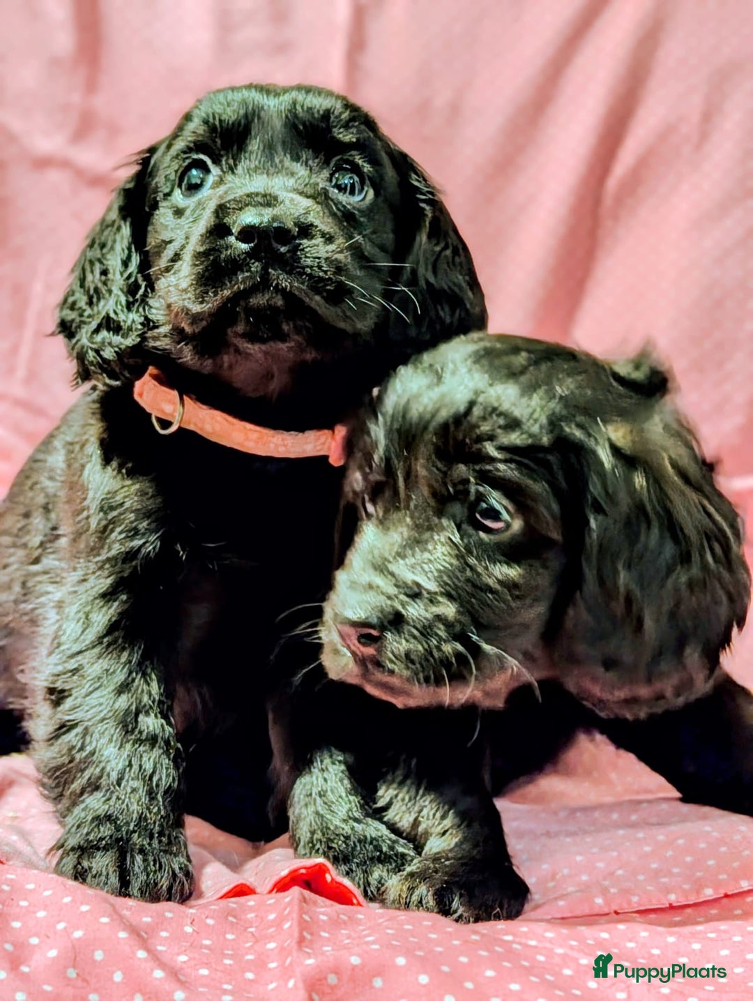 Kruising honden te koop: Kr Engelse cockerspaniel pups.Type Cockapoo - Advertentie 8