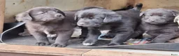 Kruising honden te koop: Puppies van Kaukasische en anatolische Herder  in Reusel - Advertentie 5