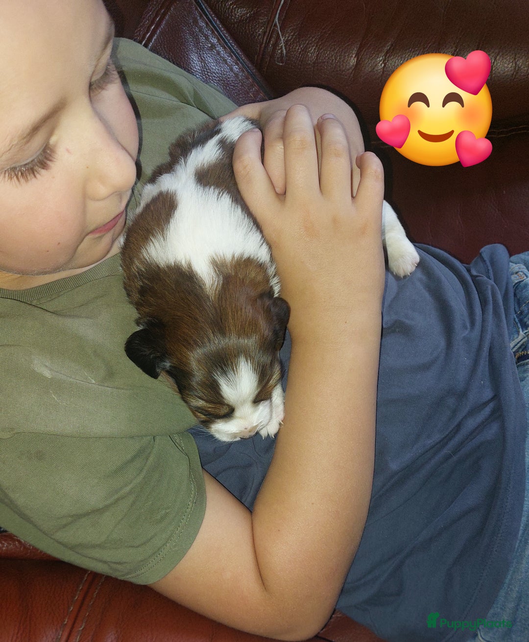 Kooikerhondje honden te koop: Schitterende kooikerhondje pups teefjes  - Advertentie 6