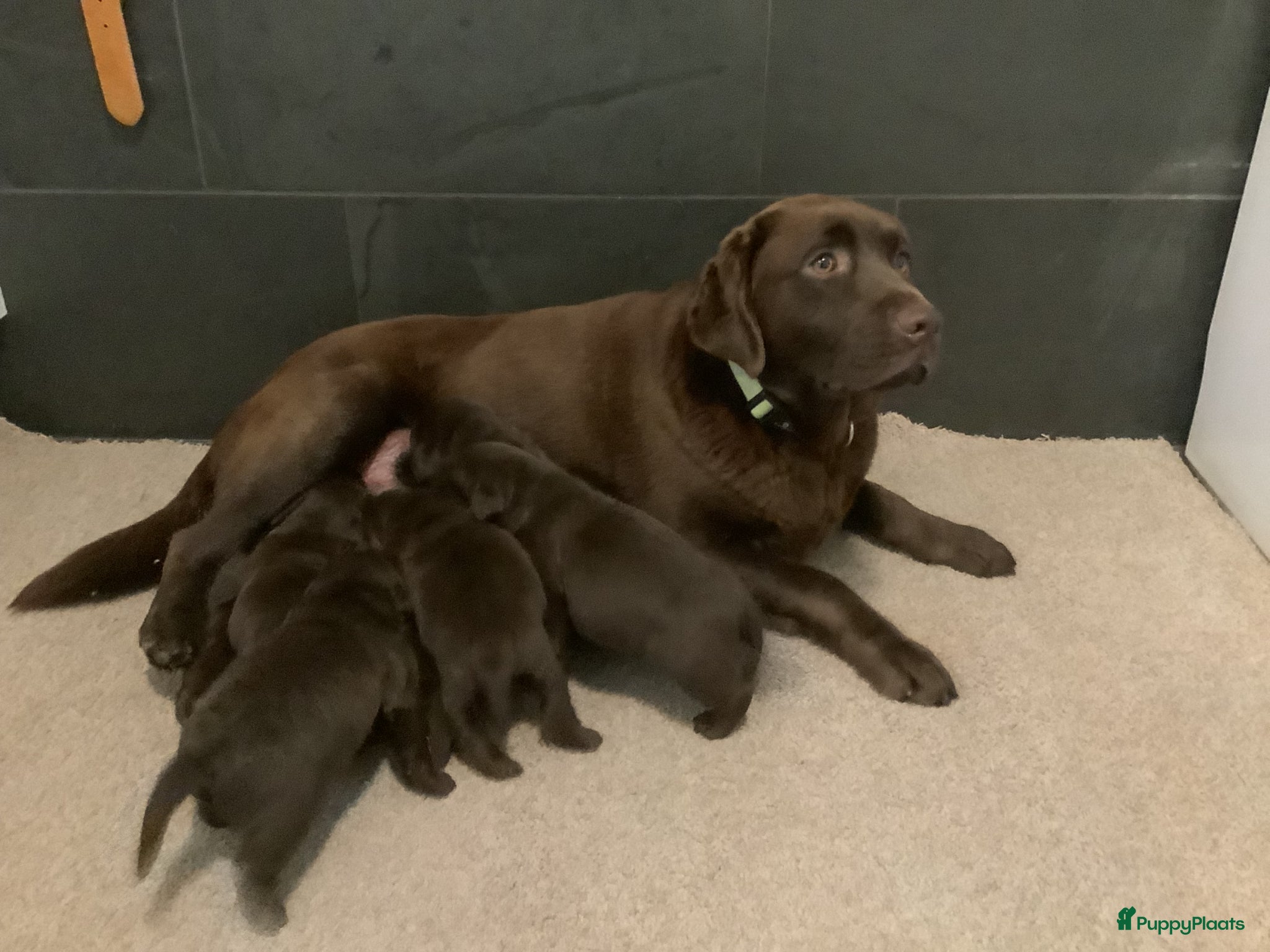 Labrador Retriever honden Zeer labrador pups ouder met stamboom  - Advertentie 1