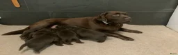 Labrador Retriever honden te koop: Zeer labrador pups ouder met stamboom  - Advertentie 1