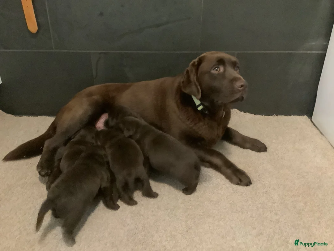 Labrador Retriever honden te koop: Zeer labrador pups ouder met stamboom  - Advertentie 1
