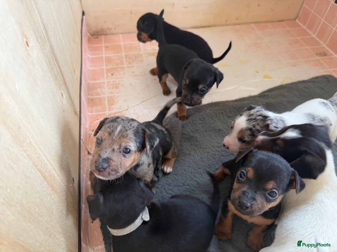 Jack Russel Terriër honden te koop: Jack russel pups - Advertentie 5