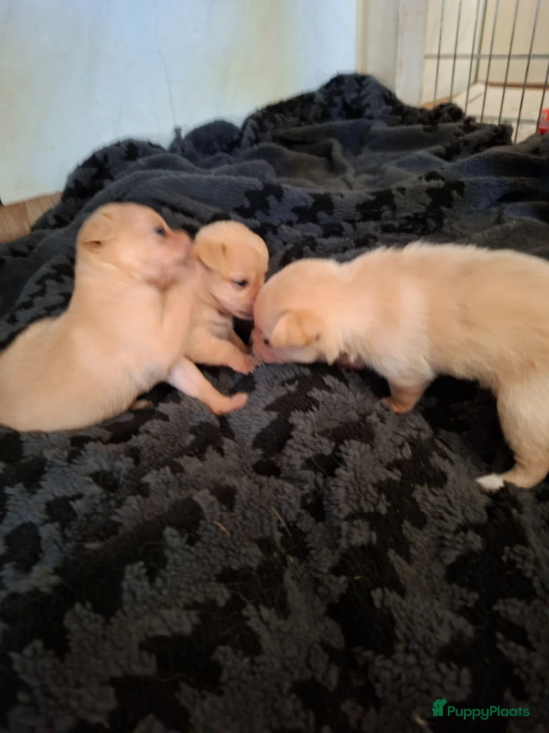 Kruising honden te koop: Te koop  - Advertentie 1