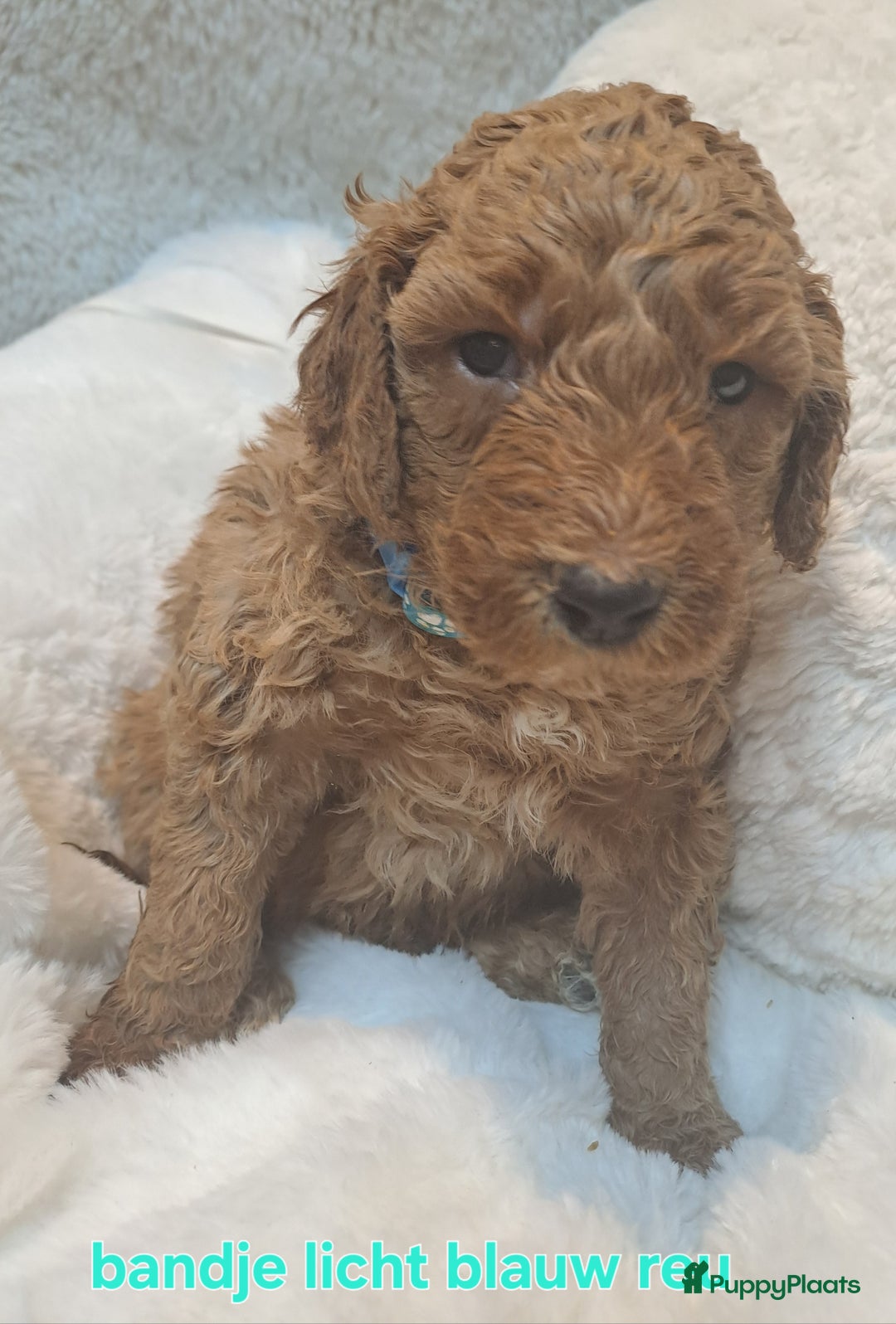 Australian Labradoodle honden te koop: Prachtige australian doodles pups  - Advertentie 11