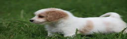Kruising honden te koop: Kruising Cavalier King Charles Spaniel - Advertentie 10