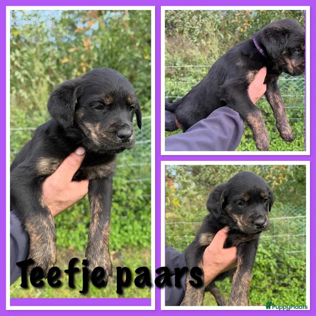 Kruising honden te koop: Golden retriever x rottweiler  - Advertentie 2