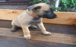 Mechelse Herder honden te koop: Puppy's Mechelse herder - mogen naar nieuw huisje - Afbeelding 7