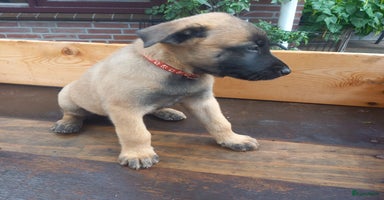 Mechelse Herder honden - Advertentie 4