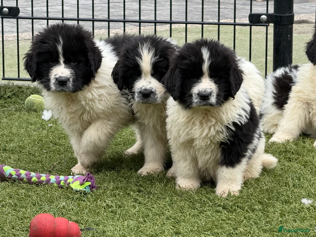 Newfoundlander honden te koop: Newfoundlander pups  - Advertentie 9