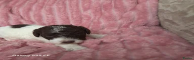 Lagotto Romagnolo Puppy 4