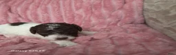 Lagotto Romagnolo honden te koop: Lagotto Romagnolo Pupies - Advertentie 27