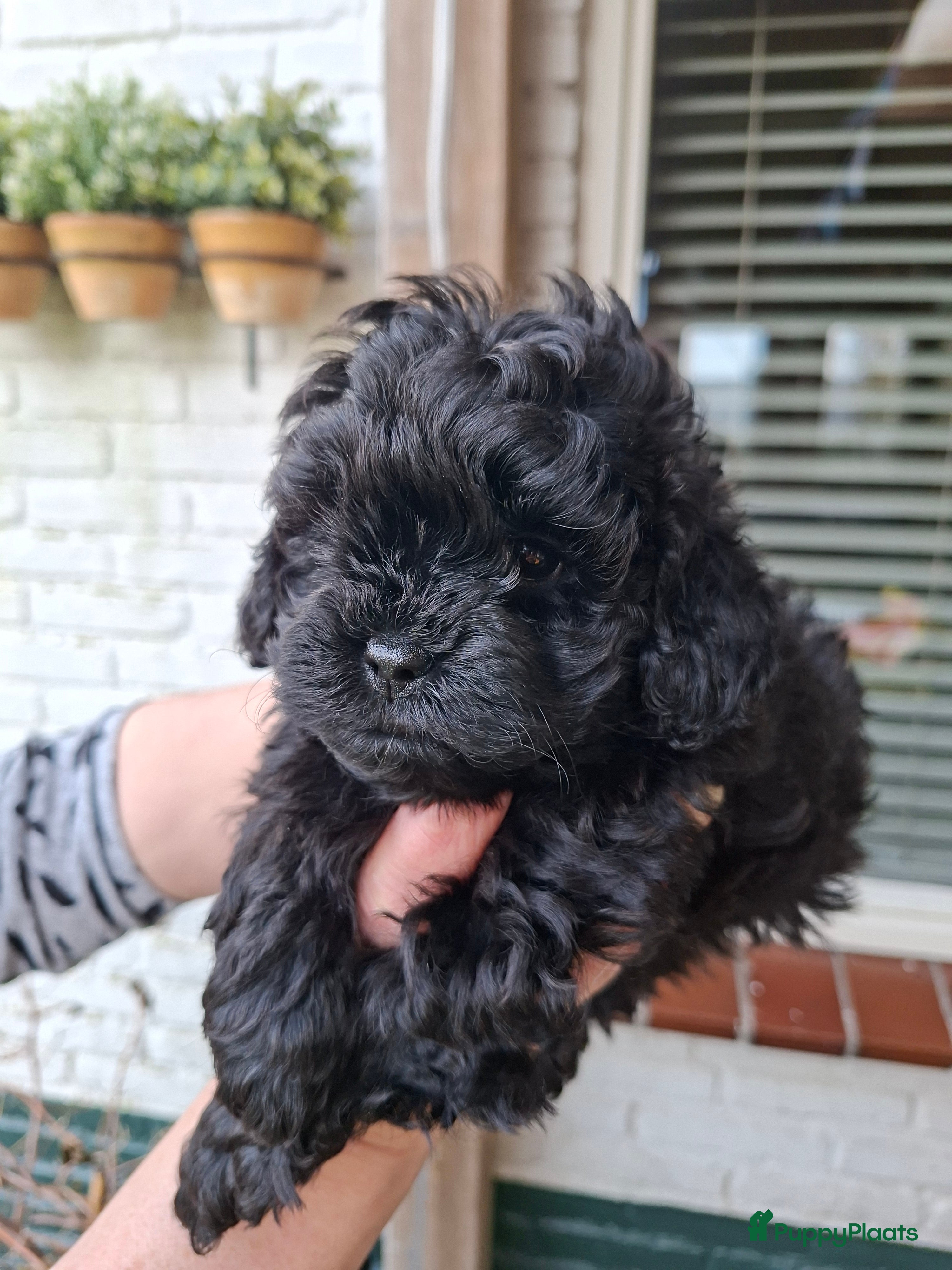 Shihpoo honden Te koop aangeboden Shihpoopups - Advertentie 1