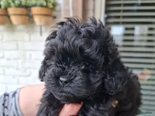 Shihpoo honden Te koop aangeboden Shihpoopups - Advertentie 1