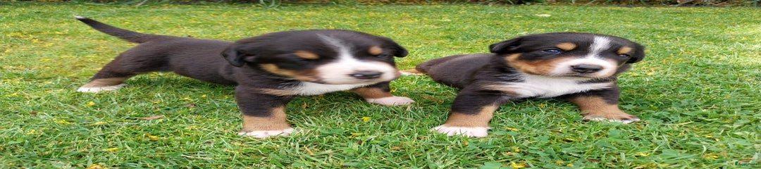 Grote Zwitserse Sennenhond Puppy 2
