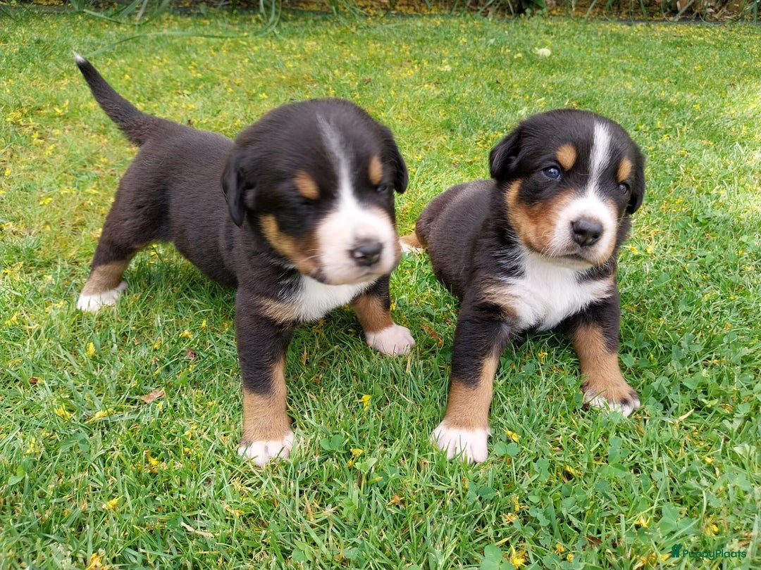 Grote Zwitserse Sennenhond honden te koop: 2 lieve Grote Zwitsterse Sennen pups - Afbeelding 4