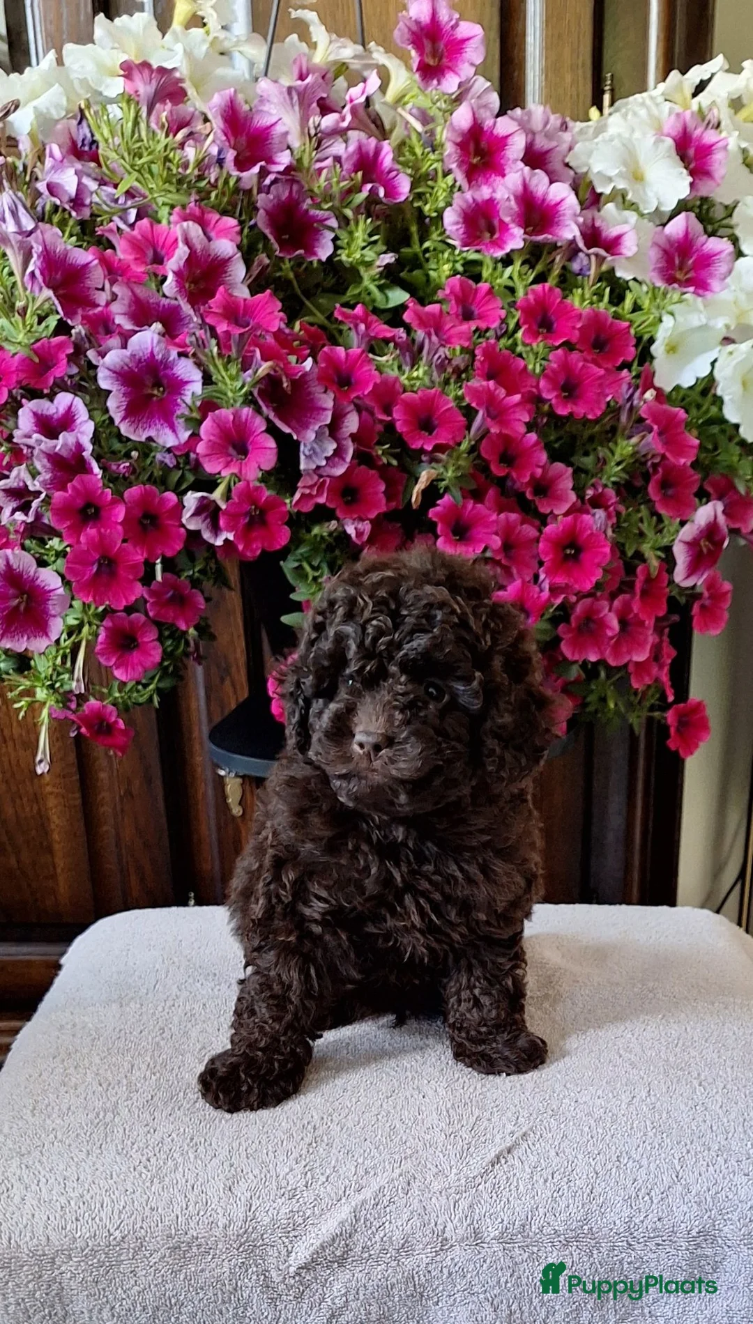 Poedel Toy honden te koop: Schitterende toypoedel pups in Barneveld - Advertentie 2