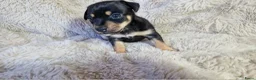 Jack Russel Terriër honden te koop: Super mooie jack russel pups - Advertentie 9