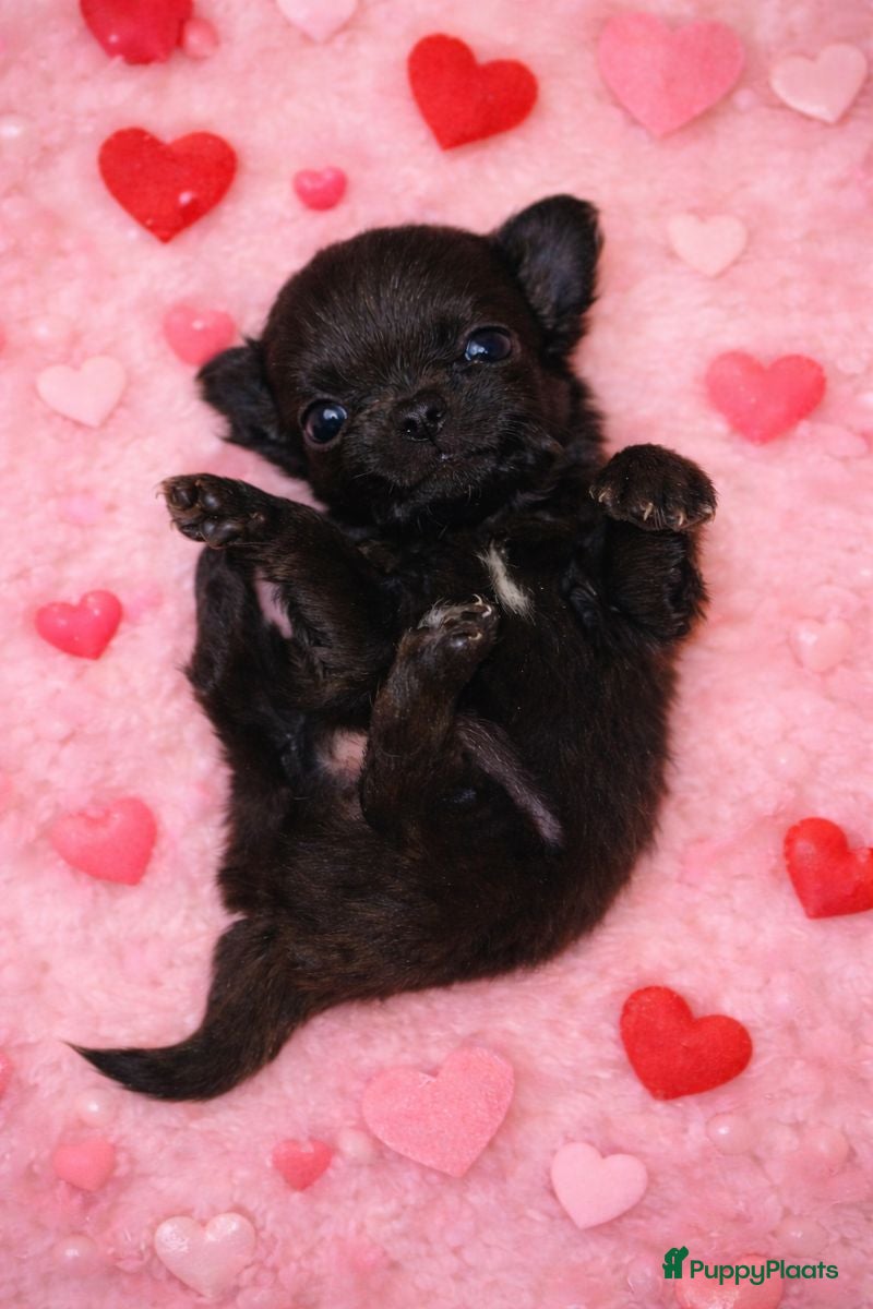 Chihuahua honden Mooi klein chihuahuatje - Advertentie 1