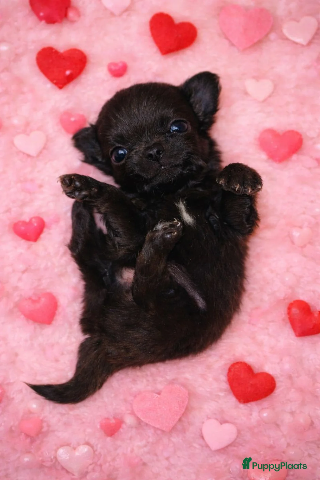 Chihuahua honden te koop: Mooi klein chihuahuatje - Advertentie 1