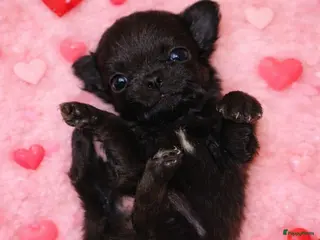 Chihuahua honden Mooi klein chihuahuatje - Advertentie 2