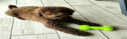 Labradoodle honden te koop: prachtige choco f4 multigen labradoodle pups - Advertentie 8