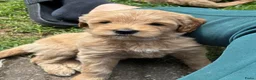 Goldendoodle honden te koop: Goldendoodle Pups Medium  - Advertentie 5