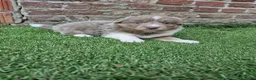 Kruising honden te koop: Knappe lilac border collies - Advertentie 8