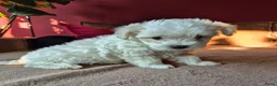 Morkie honden te koop: Zeer mooie witte Morkie pups reutjes in Groningen - Advertentie 6