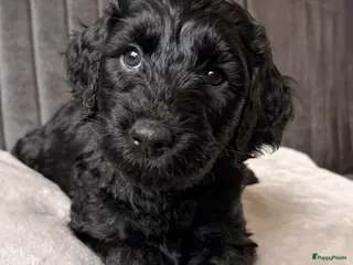 Kruising honden Goldendoodle/labradoodle - doubleDoodle nog 1 pup - Advertentie 5